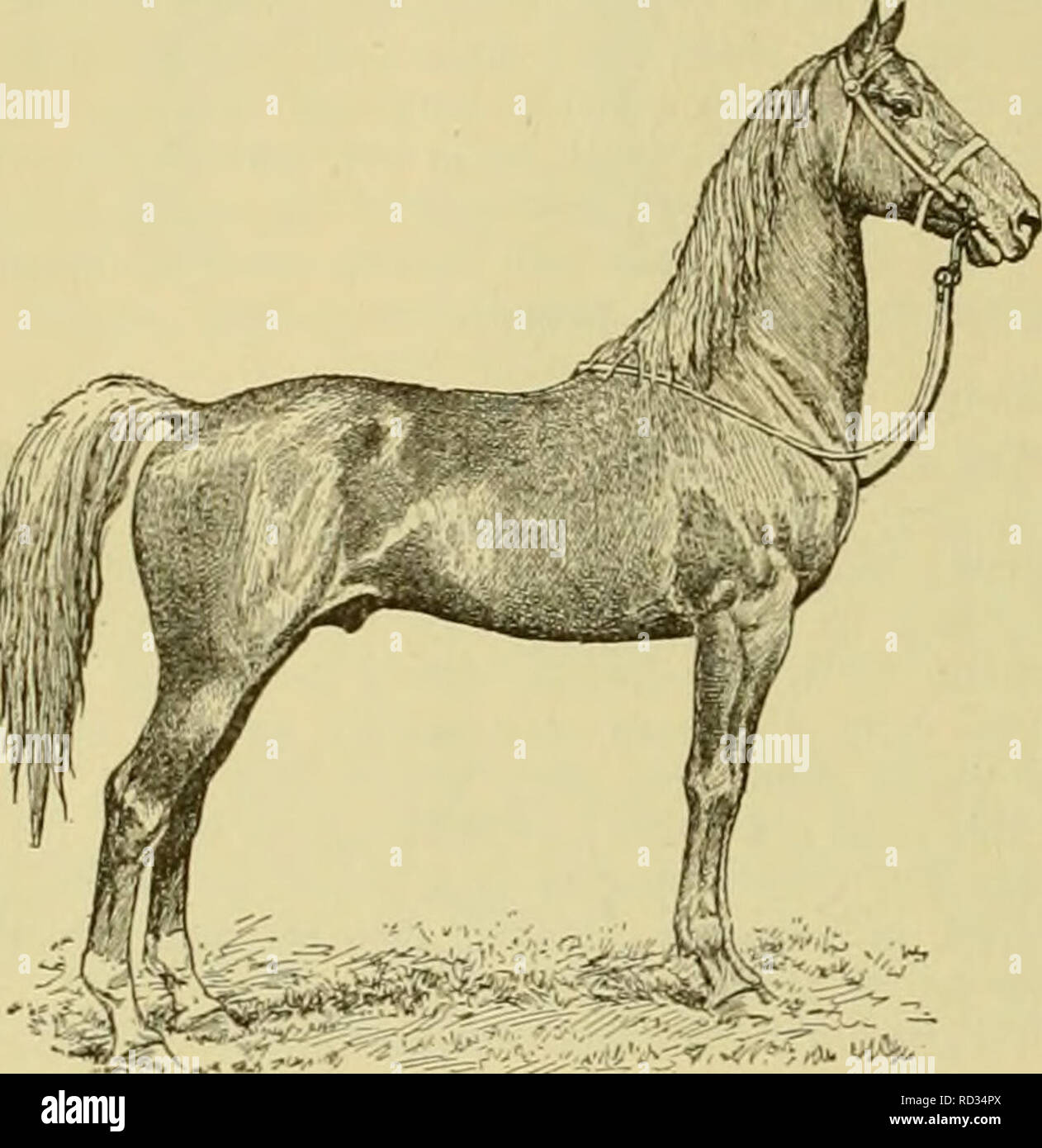 Cyclopedia Des Animaux De Ferme Les Animaux Et Produits Du