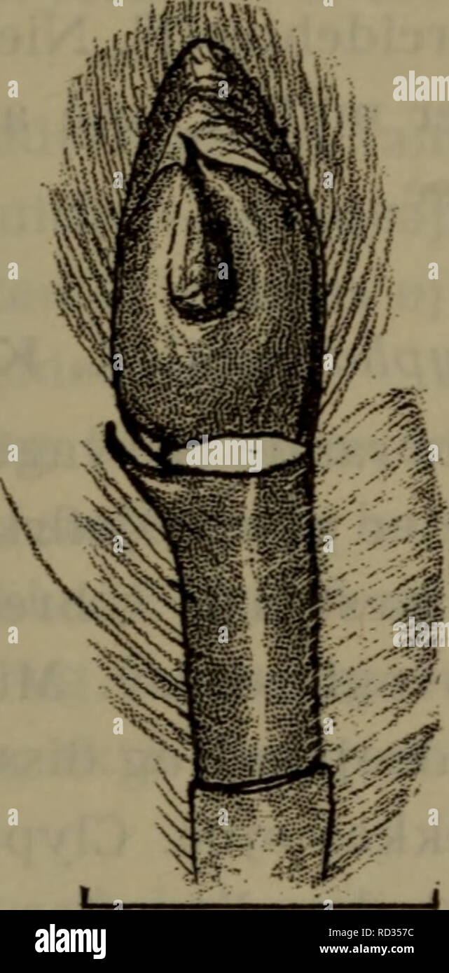 Illustrerede haandbøger la faune ; den danske plus dyreverden... 209 2  medens. tibia kun har 2 torne je den frontale og den raekke j 3 caudale. 1.  et 2. metatarse-har 2