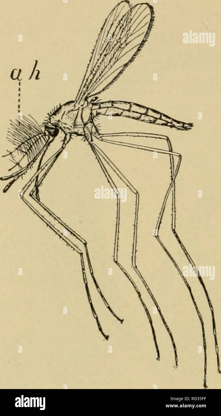. Entomologie élémentaire. L'entomologie. 44 ENTOMOLOGIE élémentaire considérée probablement auditif. Dans le mâle, et probablement dans d'autres formes, les antennes ont une fonction auditive qui leur permet de trouver les femelles, comme c'est montré par leur vibrant à l'unisson avec un son produit par un diapason de la même hauteur que celle faite par la femelle avec ses ailes.. Fig. 53. Moustique femelle montrant les poils auditifs (ak) sur les antennes. (Après la Jordanie et Kellogg). Veuillez noter que ces images sont extraites de la page numérisée des images qui peuvent avoir été retouchées numériquement pour plus de lisibilité -. Banque D'Images