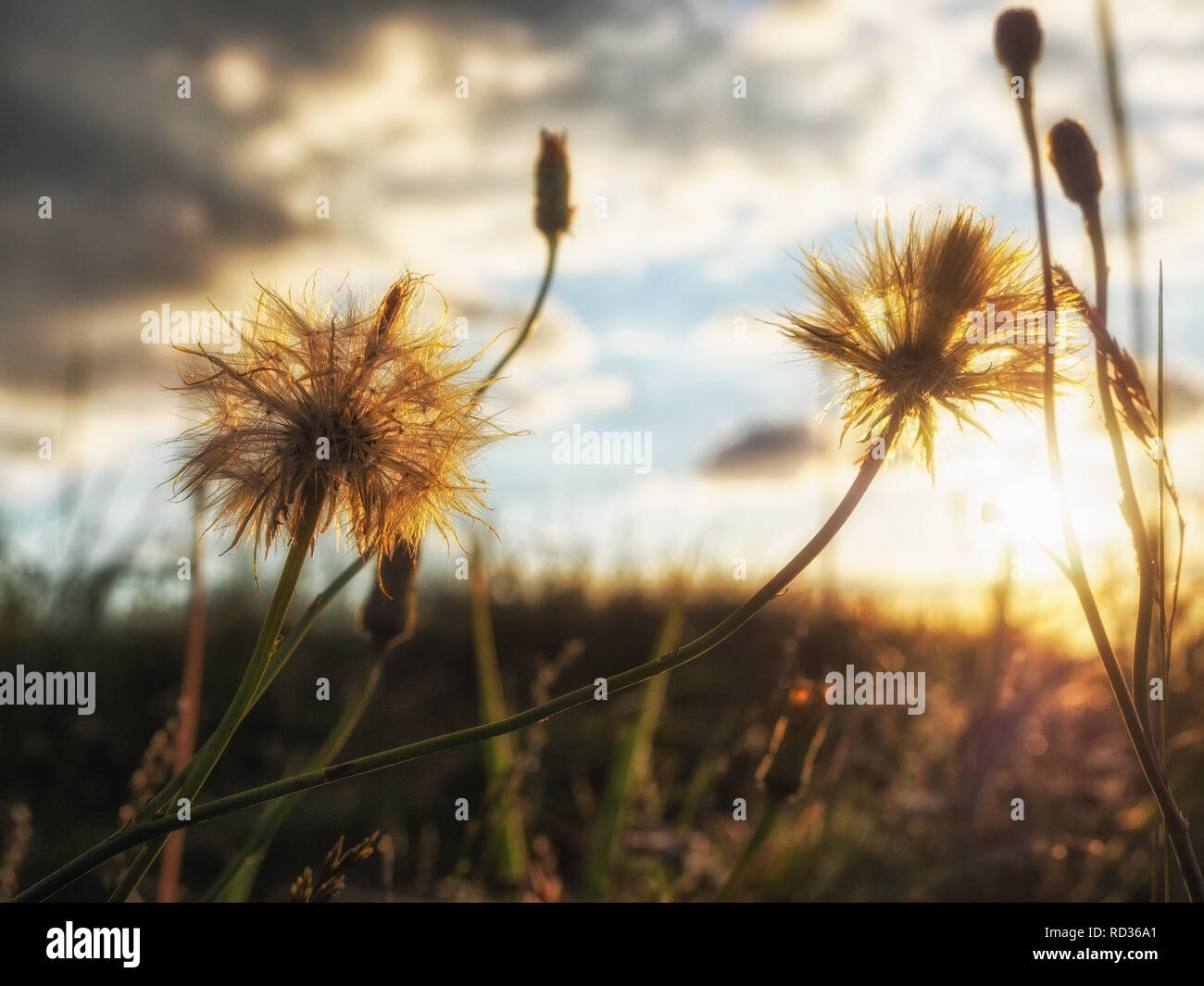 Plant seedhead contre le soleil Banque D'Images