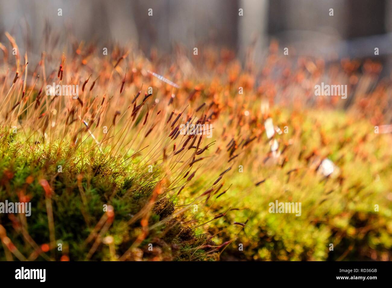 Une belle touffe de mousse d'attraper un morceau de soleil dans la forêt, avec une pléthore de venters dépassant du mat. Moulin Yates County Park en Ra Banque D'Images