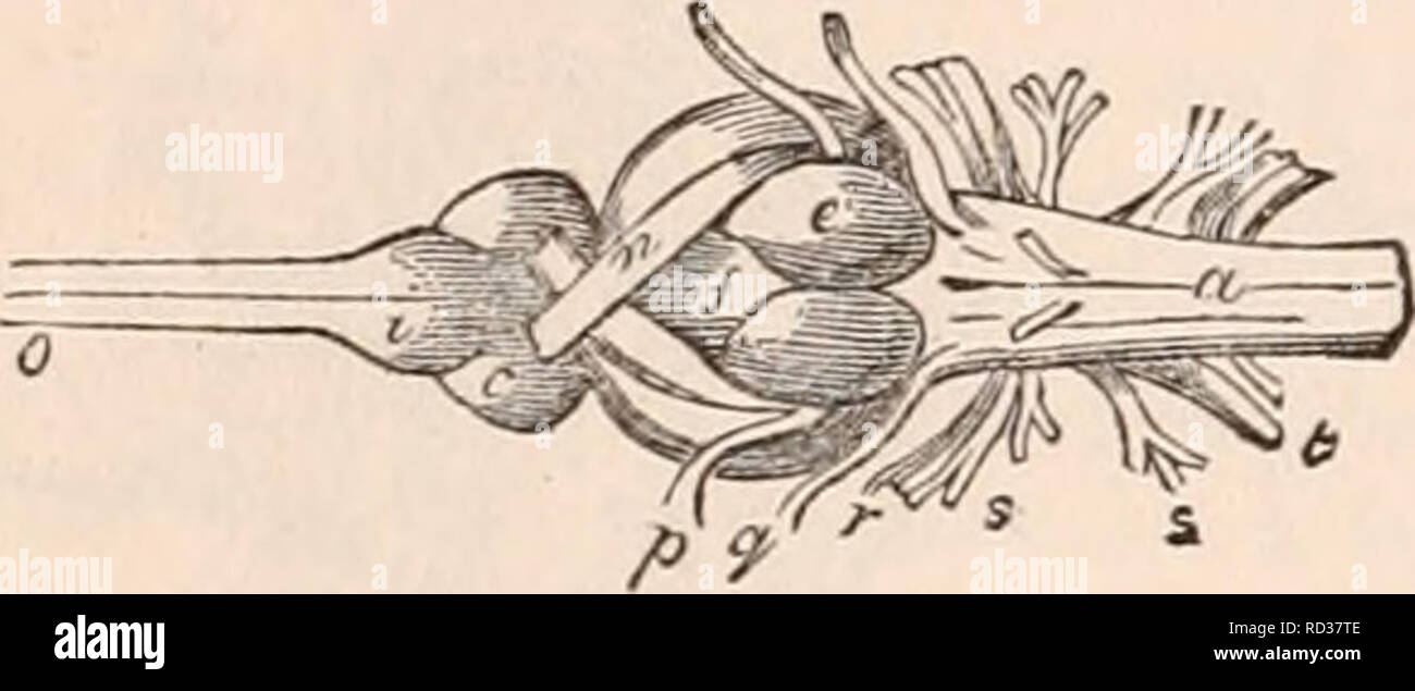 . La cyclopaedia d'anatomie et physiologie. Anatomie ; physiologie ...