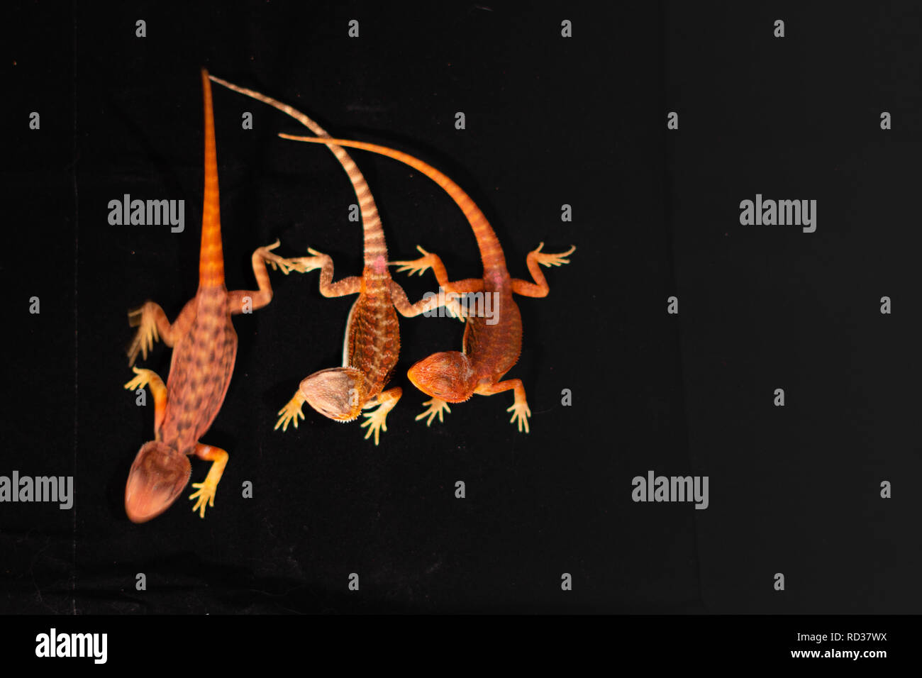 Coup de frais généraux trois dragons barbus, un court de la trame avec les deux autres à la recherche sur Banque D'Images