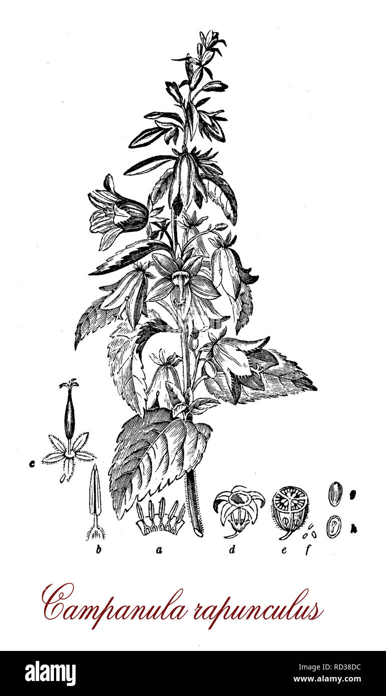 Gravure botanique vintage de Campanula rapunculus, plante herbacée à fleurs en forme de cloche et des racines comestibles, comme de petits navets. Banque D'Images