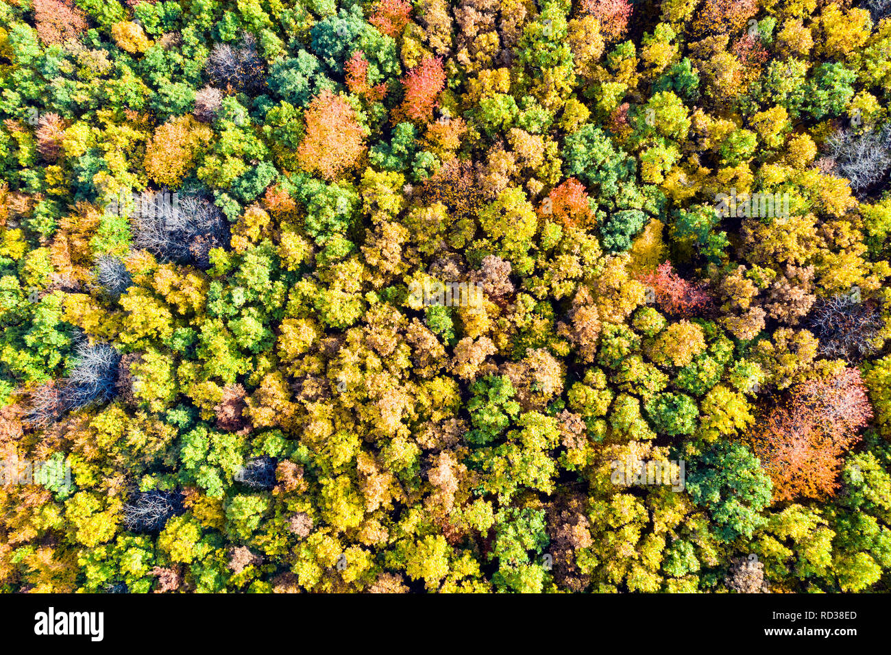 Conferous tree forest in autumn, drone Vue de dessus. Banque D'Images