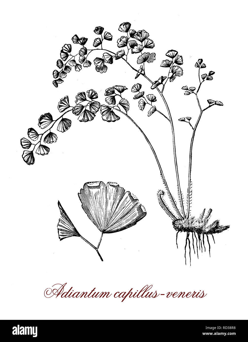 Gravure botanique vintage de Adiantum capillus-veneris,une espèce de fougère, cultivée comme ornementale dans les jardins d'ombre et en tant que plante. Banque D'Images