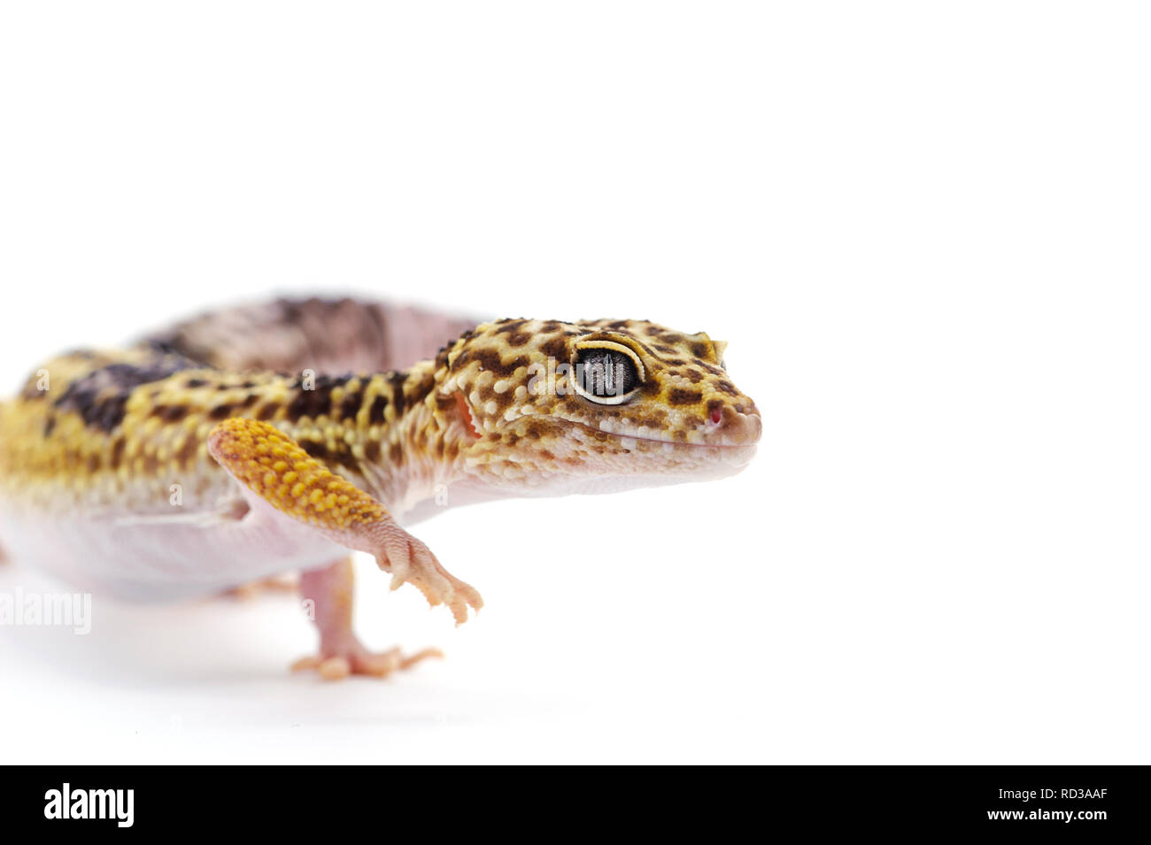 Gecko léopard isolé sur fond blanc Banque D'Images