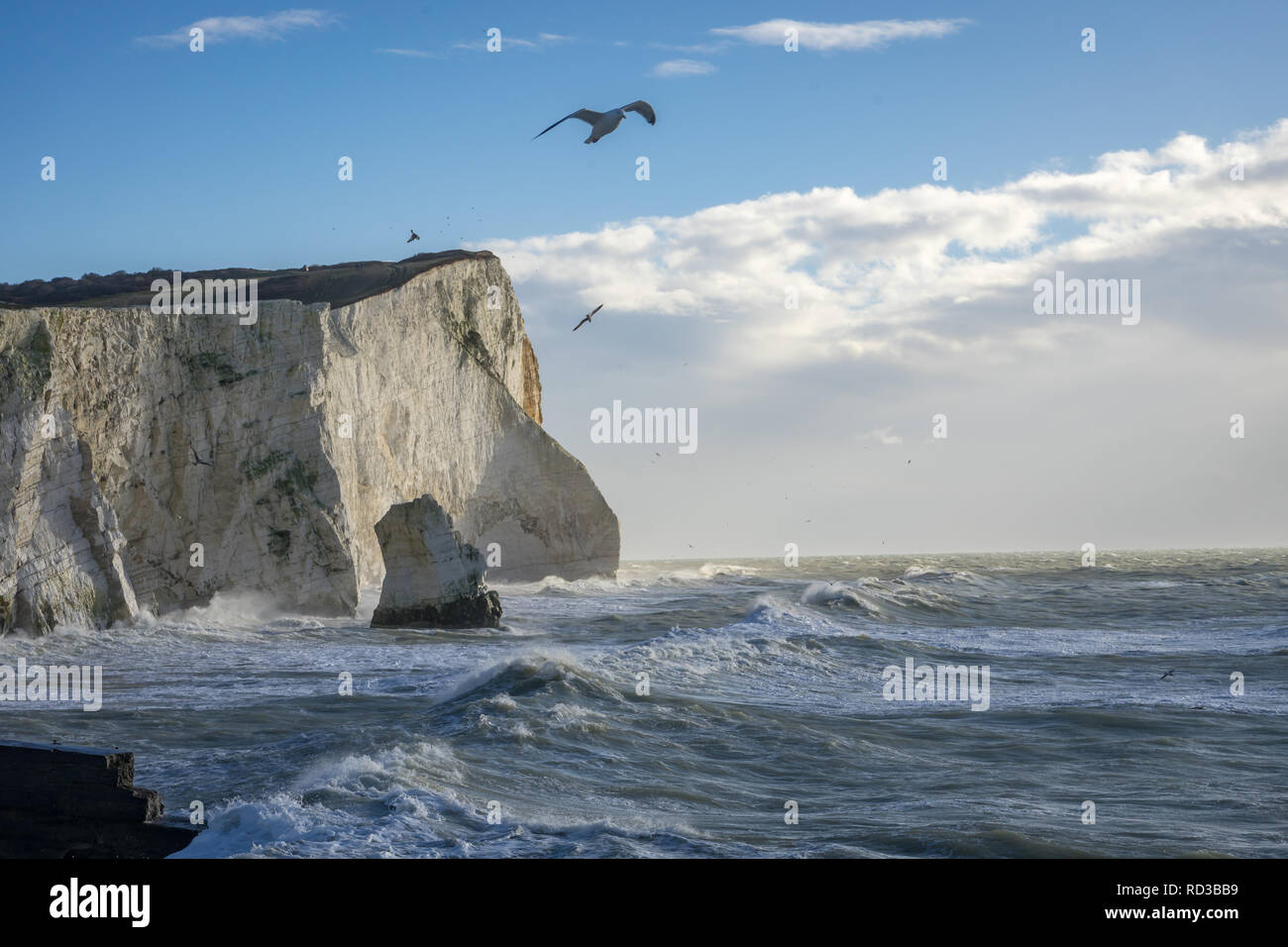 Falaises de craie sur la côte sud de l'Angleterre Banque D'Images