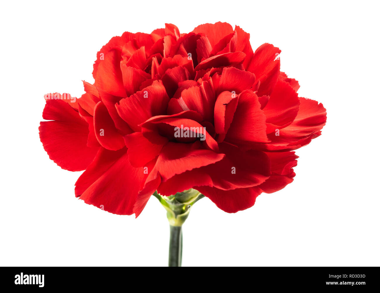 Fleur oeillet rouge isolé sur fond blanc Banque D'Images