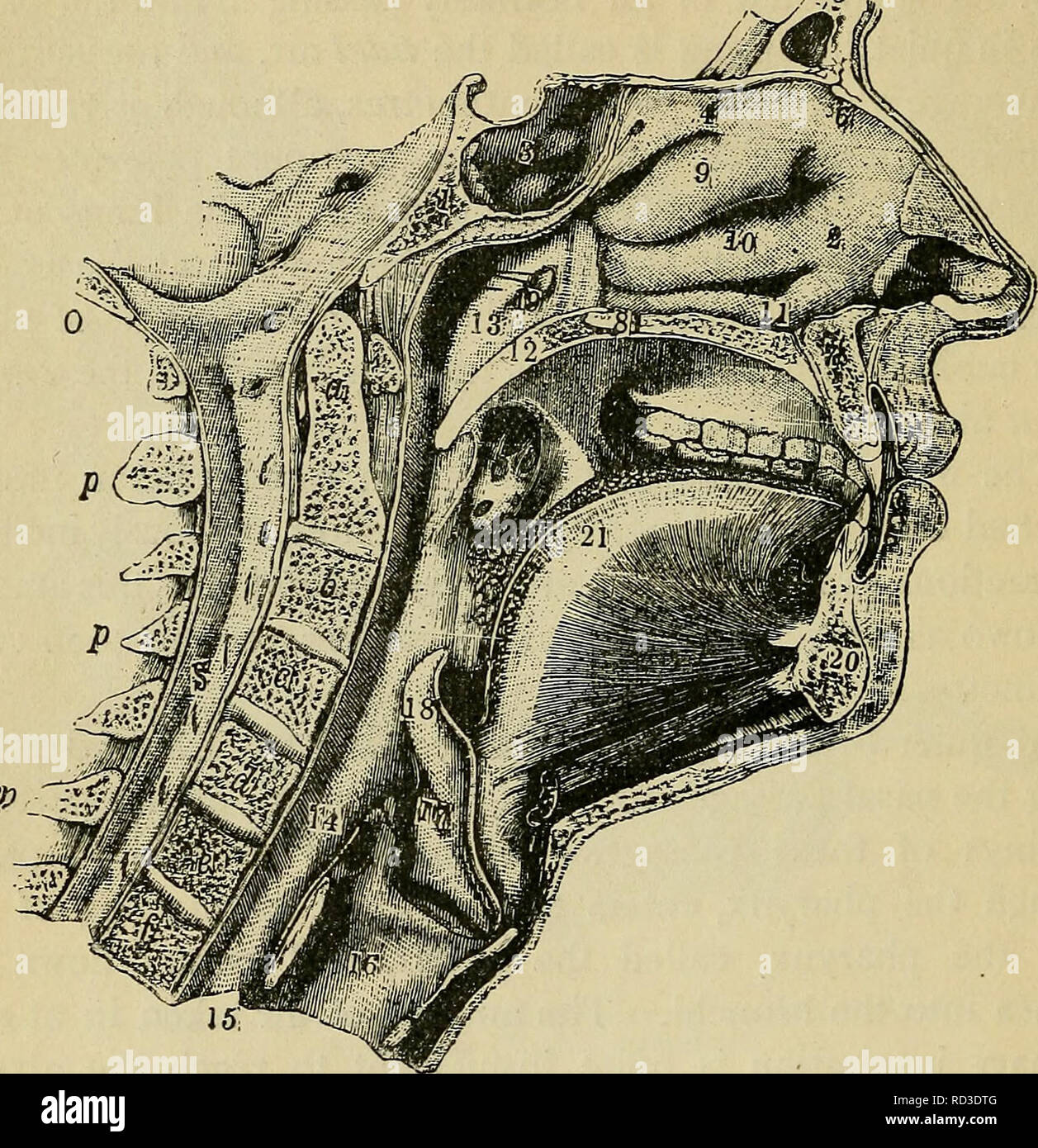 . Physiologie élémentaire. La physiologie ; physiologie. l82 physiologie élémentaire. du corps, et est complètement saturé en vapeur d'eau à cette température.^ La composition chimique de l'air est également modifié dans le processus de la respiration. L'air atmosphérique contient de round -,5. Fig. 91.-section médiane de la face et du cou, l'os sphénoïdal ; 2 ; 3, de la cavité nasale, brain cavity ; 4, 5 ; l'os ethmoïde, os frontal ; 6, os nasal ; 7, l'os maxillaire supérieur ; 8, l'os palatin ; 9, 10 ; os turbinated supérieure, moyenne d'os turbinated turbinated ; 11, 12 ; os inférieur, palais mou ; 13, partie supérieure de Banque D'Images