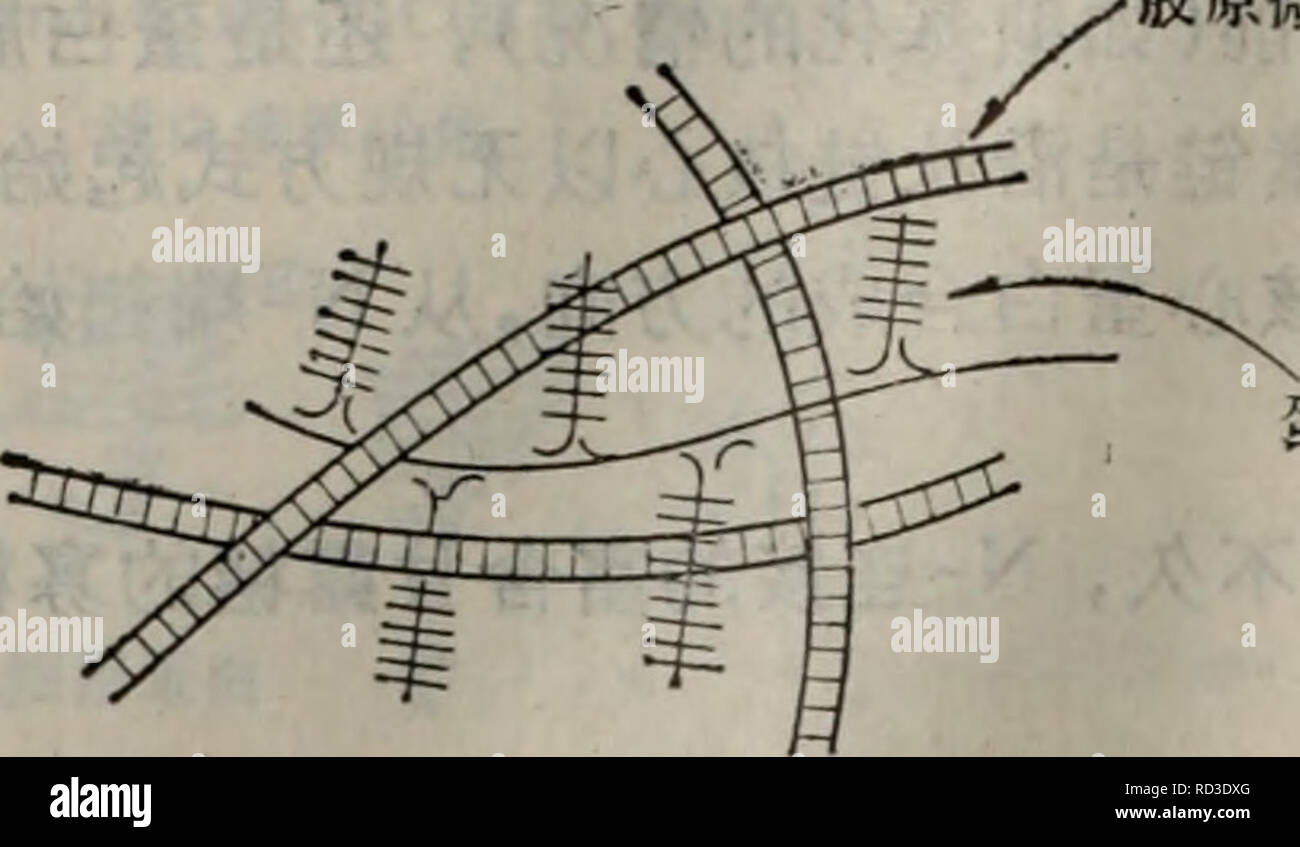 . Dai xie tang dan bai yu dan bai ju tang jie gou gong neng il dai xie. botanique. Åå¾¶è®ä'. Èç½èaeª ï¼å¼ ï¼åå å&gt ; å¯¹Ç, §¨aeªè âae /5å¤¦ç. Veuillez noter que ces images sont extraites de la page numérisée des images qui peuvent avoir été retouchées numériquement pour plus de lisibilité - coloration et l'aspect de ces illustrations ne peut pas parfaitement ressembler à l'œuvre originale.. xun ce mo qing han ke xue chu ban. elle Banque D'Images