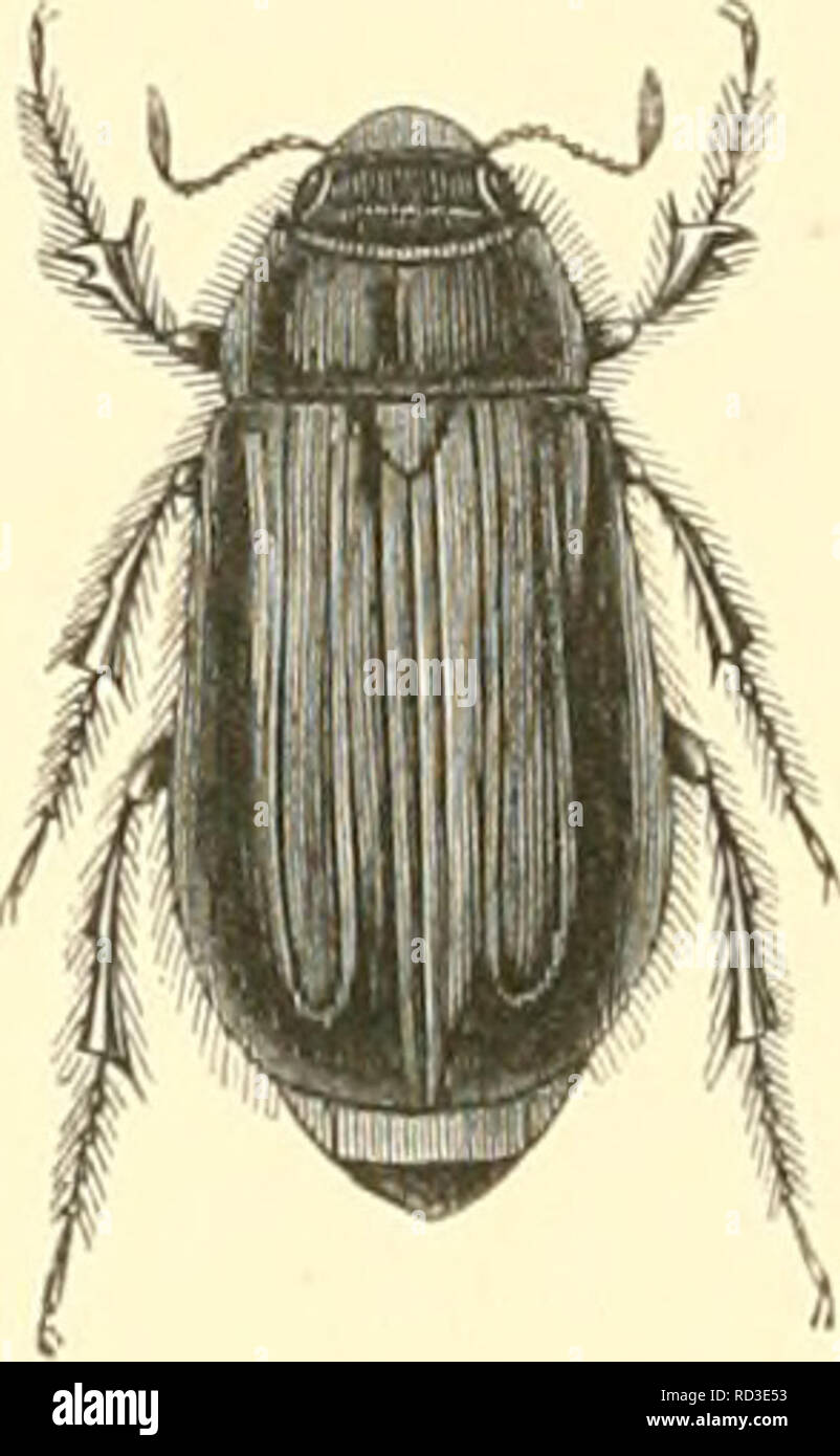 . Encyclopédie d'histoire naturelle ; ou, traité complet de cette science d'après les travaux des naturalistes les plus éminents de tous les pays et de toutes les époques : Buffon, Daubenton, Lacépède, G. Cuvier, F. Cuvier, Geoffroy Saint-Hilaire, Latreille, de Jussieu, Brongniart, etc. histoire naturelle -- Dictionnaires. ri". I. - Ahlaberoiilfs leilcus. Fig. 'I. - Iiparetrua Erifthropterus. Fi ; ; 3. - Colpnchila crassiventns.. Veuillez noter que ces images sont extraites de la page numérisée des images qui peuvent avoir été retouchées numériquement pour plus de lisibilité - coloration et l'aspect de ces illustrat Banque D'Images