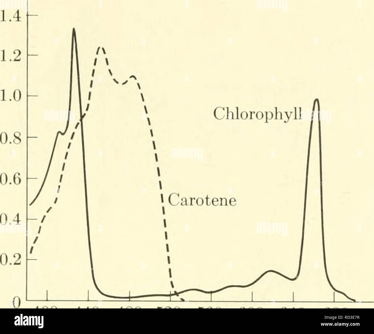 . Biophysique élémentaires : les thèmes choisis. La biophysique. Les spectres d'Action 63 O.D.. 400 440 480 520 560 600 640 680 Longueur d'^ m fig. 27. Les spectres d'absorption de chlorophylle et de carotène. Le chloro- phyll culmine à environ 430 et 665 m/x et la carotène peaks près de 450 et 490 sont mfx identifiés comme étant responsables de l'action des pics du spectre dans la figure précédente. que la quasi-totalité de l'énergie absorbée par les caroténoïdes est transférée à la chlorophylle. Les spectres d'action peut alors être utilisée pour établir les spectres d'absorption de composés impliqués directement (ou indirectement, par transfert d'énergie) dans une Banque D'Images