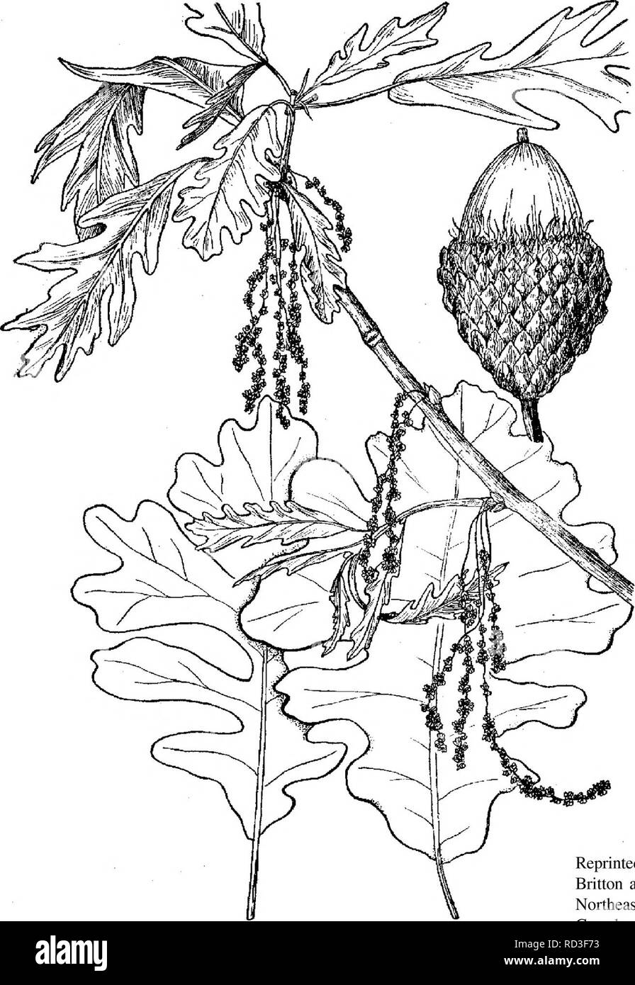 . Jardin botanique et la végétation du Carter Comté, Montana, Bureau de la gestion des terres Les terres administrées par . Botanique ; plantes rares. Reproduit avec la permission de The New Britton and Brown Illustrated Flora of the Northeastern United States and Adjacent Canada, Volume 2, page 42 ; Copyright 1952, le New York Botanical Garden. QUERCUS MACROCARPA Chêne Le Chêne est un arbre de taille petite à grande. Son écorce est profondément sillonnée et les brindilles sont grosses. L'autre, les feuilles sont elliptiques-oblongues de 10 à 20 cm de longueur et sont profondément lobées, à faible profondeur avec le lobe terminal étant le plus grand. Les feuilles sont vert foncé et shi Banque D'Images