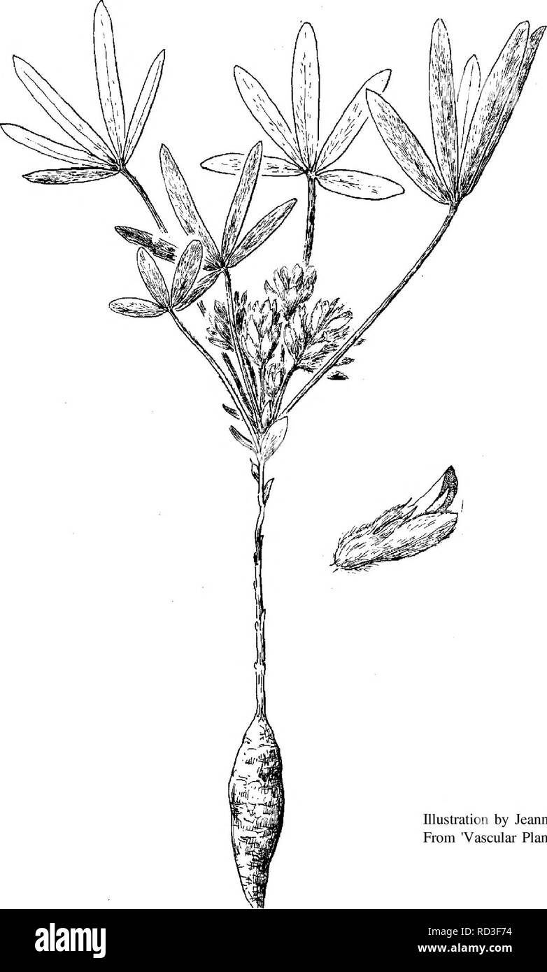 . Jardin botanique et la végétation du Carter Comté, Montana, Bureau de la gestion des terres Les terres administrées par . Botanique ; plantes rares. Illustration par Jeanne R. Janish, de 'plantes vasculaires de la région nord-ouest du Pacifique' PSORALEA HYPOGAEA PETITE INDIENNE BREADROOT Breadroot Petite Indienne est une herbacée vivace avec une profonde, en forme de club racine qui est jusqu'à 6 cm de long et surmontée d'une tige de liaison souterraine. Au-dessus du sol, la plante se compose d'une rosette de feuilles qui sont petioled palmately divisé en 3 à 7 folioles elliptiques à linéaires qui sont de 25 à 50 mm de long. Le feuillage est couvert de glandes de type dot Banque D'Images
