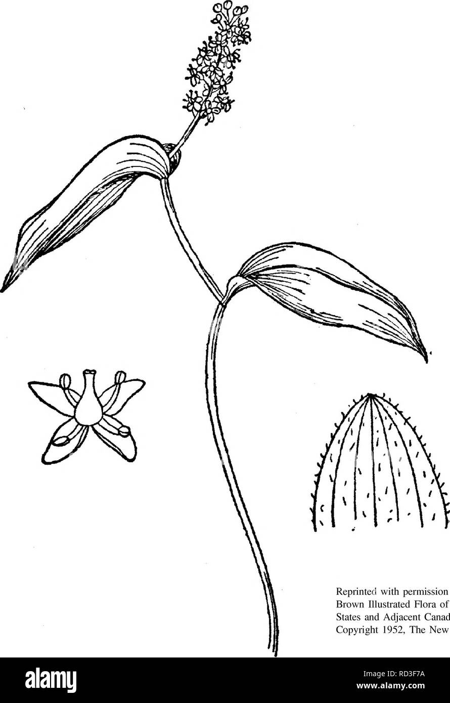 . Jardin botanique et la végétation du Carter Comté, Montana, Bureau de la gestion des terres Les terres administrées par . Botanique ; plantes rares. Reproduit avec la permission de The New Britton and Brown Illustrated Flora of the Northeastern United States and Adjacent Canada, Volume 1, page 427, Copyright 1952, le New York Botanical Garden. MAIANTHEMUM CANADENSE WILD le muguet Wild le muguet est une plante herbacée vivace à rhizome ramifié, avec, tomenteuses, en forme de zig-zag les tiges qui sont 8 à 20 cm de haut. Les 2 ou 3 autres feuilles sont elliptiques, ca. 6 cm de long et ont un lobe basal peu profondes ou court-pe Banque D'Images