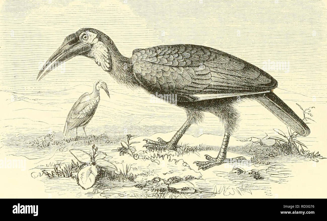 . De Dierentuin van het Koninklijk Zoologisch Genootschap Natura Artis Magistra te Amsterdam. Les zoos, les oiseaux. Z,j,lr eelcii van het de pi(Miis((' v;ui alle soorten bekende est Baceros) cri-iiiiriil(i/ii^. van Afrika. Zij wijkt ook van alle andere snollen af. diiiirdien hooiï zeer zij op de koitcic tiviicii est, pooten II.â (â !'(. ni zich veel op den voornemen iiphuiiilt. Zij hccll uiooten ccneii /.eer, gekronkelden gekleuiden, blaauw rood en keelzak. De bek en het geheele vederkleed nitzondering, remplies de Groote van hnitendekvedei slagpeniien en de-en der vleugels, witachliw lichlim die eene peluches zijn. Banque D'Images