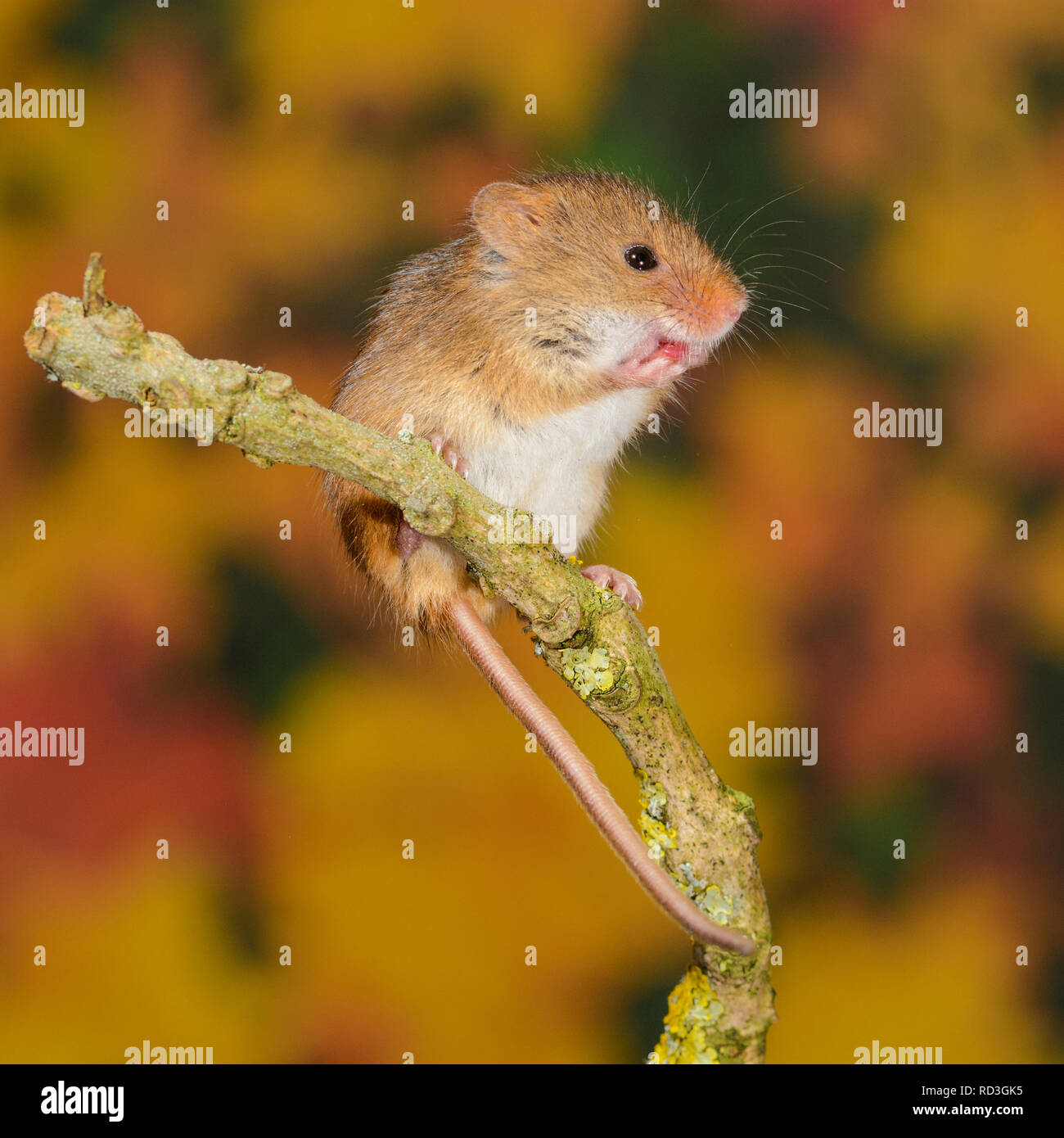 Une souris super mignon. Les souris se récolte le plus petit mammifère indigène au Royaume-Uni et la seule souris avec une queue préhensile pour l'aider à monter. Banque D'Images