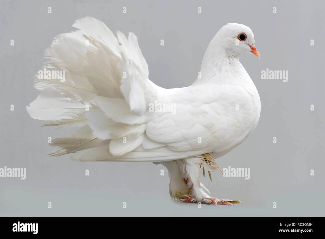 Portrait d'une colombe blanche Banque D'Images