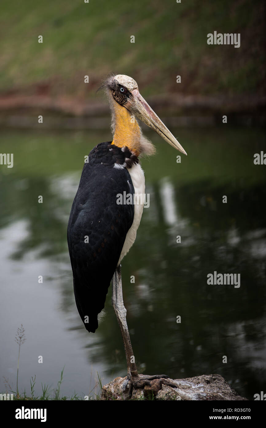 Portrait d'une statue d'oiseau sur un rocher au bord d'un lac, l'Indonésie Banque D'Images