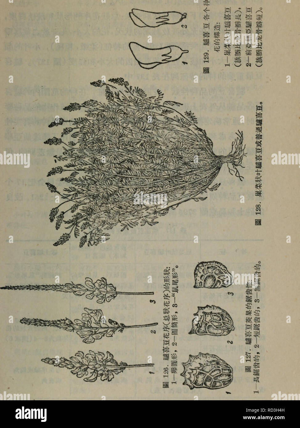 . Da tian zuo wu zhong yu xue Yu Zhong zi yu xue shi fan xi zhi dao. botanique.  ? ? ? ? ? 818. Veuillez noter que ces images sont extraites de la page numérisée des images qui peuvent avoir été retouchées numériquement pour plus de lisibilité - coloration et l'aspect de ces illustrations ne peut pas parfaitement ressembler à l'œuvre originale.. wang chen fen de Xin Yi han chun (ru). Gao Yu deng jiao chu ban elle Banque D'Images