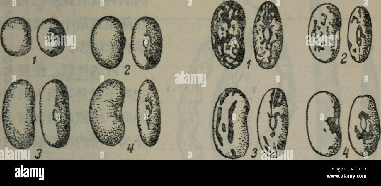 . Da tian zuo wu zhong yu xue Yu Zhong zi yu xue shi fan xi zhi dao. botanique. È±ç±"ä½ç© 249 æ©¢åå½§ åç¢[ellipticus (Mart.) Vient]ï¼åç-å½¢aeae£æ¬§ å½¢åç[obä» loagus (Savi) ï¼aeå½ aeè vient]¢å½¢åç§[compressus (DC) vient]¿äºåç§ã è ç§ååº¦ãå å-¯åº¦åº¦çç åé·¯å¾çå ¹Ae¯«³Ç³ Å"è è¡¨¦ã 105å®è'Ä'-å¯Ä"¥è¦Å°èè±çIi âä'ªÅÇ§3è¿æ'¡Å°å¦ä'ä'ªÅÇ§¨ çè±å¤ ⇨¿æ'¡¨åãå ç±"è ç¿§æ ä'^§çåç§ åç°æ¯åéçÂ sphaericusx ellipticusç-"il Ï¼ï¼å¹¯·ä'aeae é¢æ¥è¿çjffiä ªåç§çåç§ «aeftåé ã€°ç§¡è²èè-å çé±è°·åç§§åçç åç±"å å¨¡è²ae¹Iffléå é''å æ · åãå¤¯è½å®åå ·ç'å½©aeae¯å®è²ï¼ç½è² ãé(alba)"è²(aureus)ãç¶ è² (glaucus) ftè²ï¼purpureus ãé ã)"è²ï¼niger ¶åå)ä"ã ç§å-çç'å½©ç'å½©çç±"å Banque D'Images