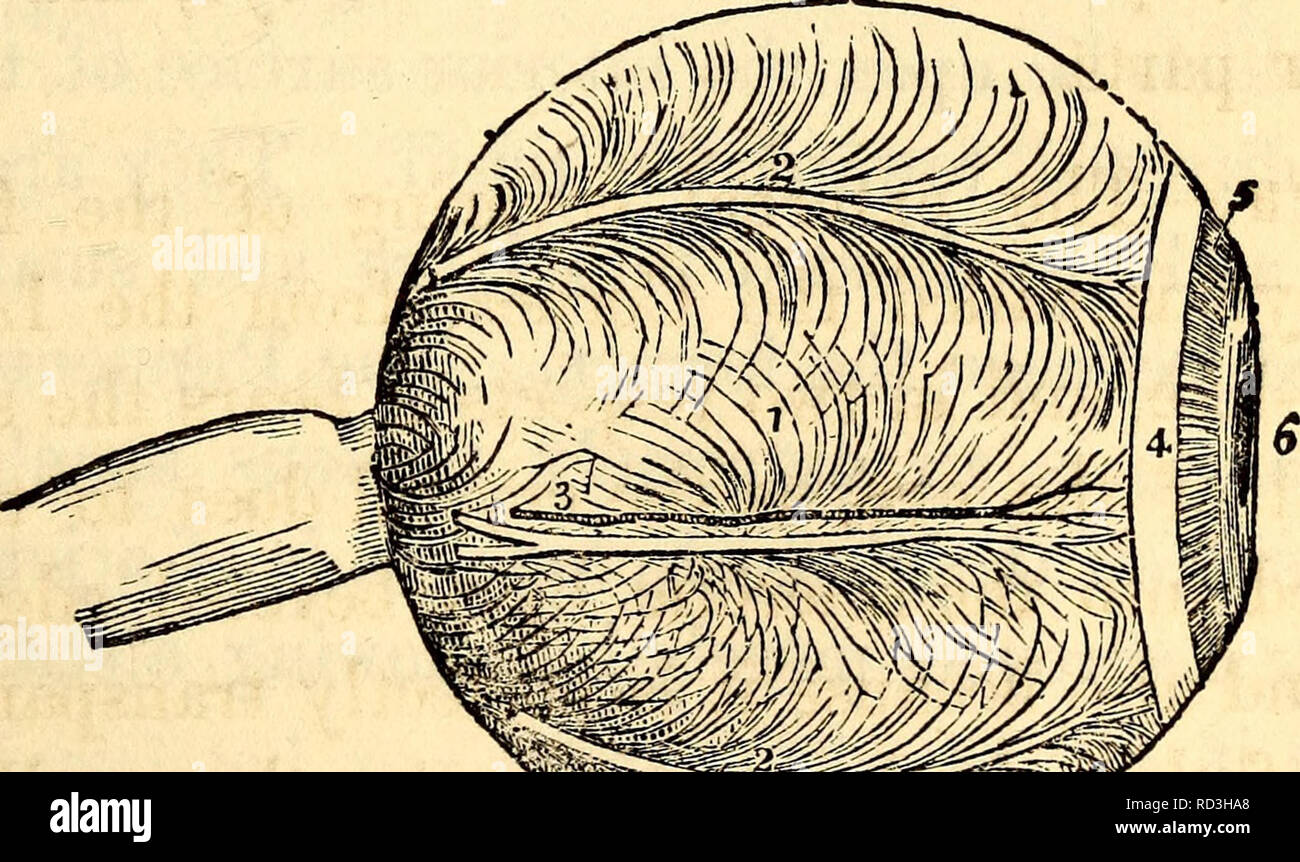 . Anatomie et physiologie élémentaires : pour les collèges, académies et d'autres écoles. Anatomie ; la physiologie. Couche choroïde de l'Œil. 1 Marquage des lignes courbes, l'arrangement de Vena ? Vorti- cosae. 2, 2, nerfs ciliaires. 3, une longue artère ciliaire et de nerf. 4, Ligament ciliaire. 5, de l'Iris. 6, l'élève. 632. De ce que trois parties est la couche choroïde composé ? Donner leurs noms. De- scribe l'Iris.. Veuillez noter que ces images sont extraites de la page numérisée des images qui peuvent avoir été retouchées numériquement pour plus de lisibilité - coloration et l'aspect de ces illustrations ne peut pas parfaitement ressembler au trio Banque D'Images