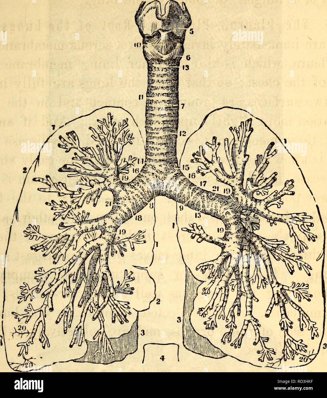 . Anatomie et physiologie élémentaires : pour les collèges, académies et d'autres écoles. Anatomie ; la physiologie. Et la physiologie. 249 Fig. 250.. Le larynx, la trachée, les bronches et, privés de leur couverture, fibreux et avec les grandes lignes des poumons. 1, 1, Contour de la lobes supérieurs des poumons. 2, le contour du lobe central des 8 Poumons. 3, 3, Contour de l'infériorité des deux lobes pulmonaires. 4, Contour de la neuvième vertèbre dorsale, montrant sa relation avec les poumons et la colonne Ver- tebral. 5, de la thyroïde cartilage. 6, cartilage cricoïde. T, la trachée. 8, huit des bronches. 9, bronche gauche. 10, Crico-Thy Banque D'Images