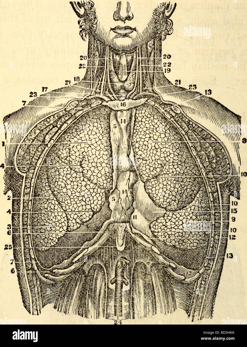 . Anatomie et physiologie élémentaires : pour les collèges, académies et d'autres écoles. Anatomie ; la physiologie. 246 Anatomie d'Hitchcock dans le sang des poumons.- La complicité des organes essentiels de la respiration sont les poumons. Ce sont légers, au nombre de deux, et occupent près de quatre cinquièmes de la cavité de la poitrine. Ils Fig. 248.. Une vue antérieure des viscères thoraciques in situ, comme illustré par la suppression de leur Parietes antérieure. 1, lobe supérieur du poumon droit. 2, son lobe moyen. 3, son lobe inférieur. 4, 4, Fissures lobulaire. 5, 5, couche interne de la plèvre costale- forme le côté droit de la face antérieure de M Banque D'Images