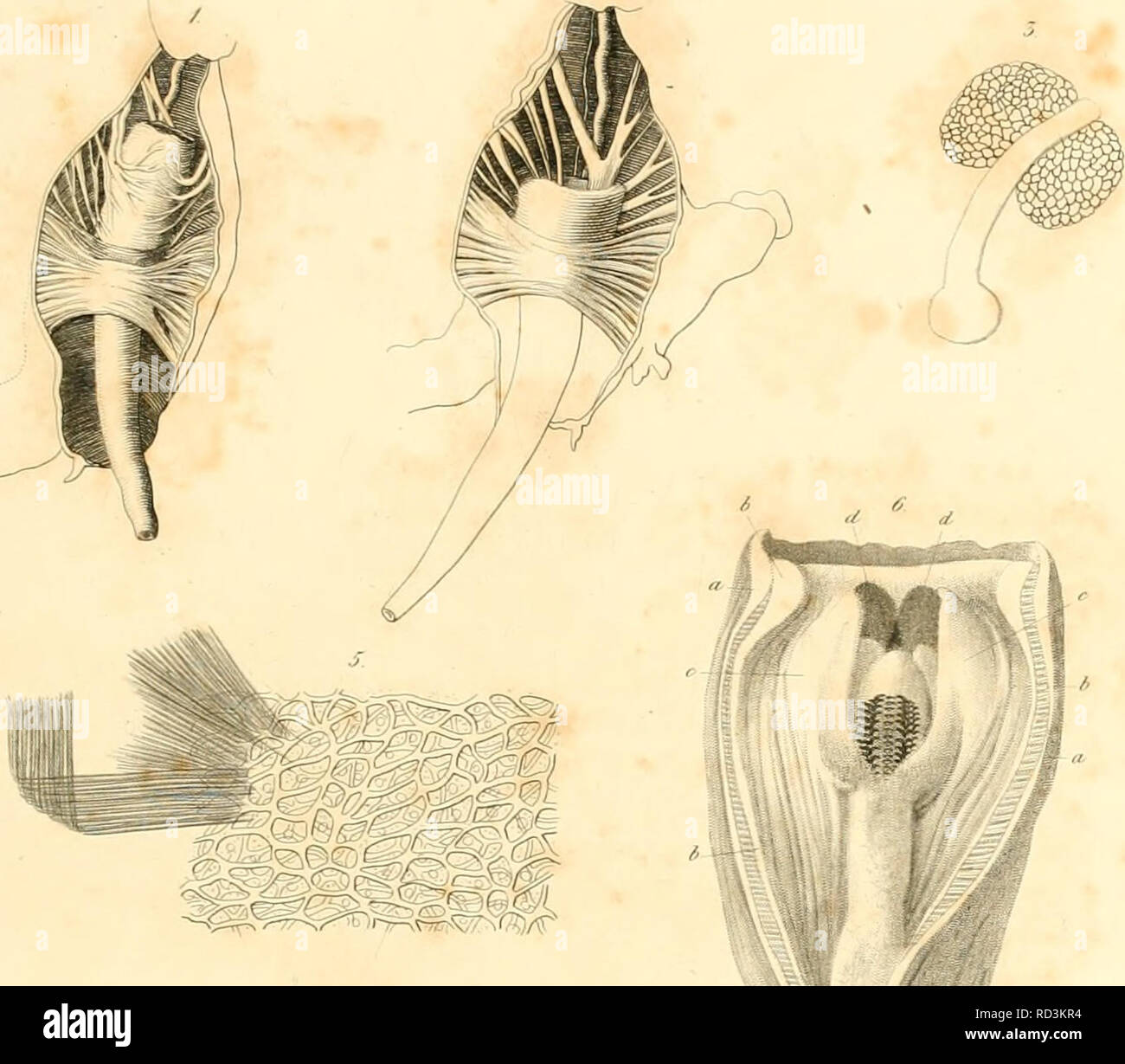 . Das Gebiss Schnecken zur Begründung einer der natürlichen Classification. Gastropoda.  %Y. /C. (M0 ^^. Veuillez noter que ces images sont extraites de la page numérisée des images qui peuvent avoir été retouchées numériquement pour plus de lisibilité - coloration et l'aspect de ces illustrations ne peut pas parfaitement ressembler à l'œuvre originale.. Troschel, F. H. (Franz Hermann), 1810-1882 ; Thiele, J. (Johannes), b. 1860. Berlin : Nicolaische Verlagsbuchhandlung Banque D'Images