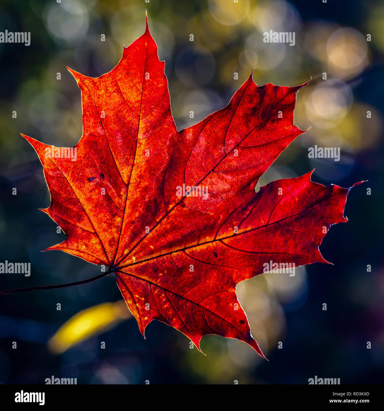 Close-up d'une feuille d'érable, le Canada Banque D'Images