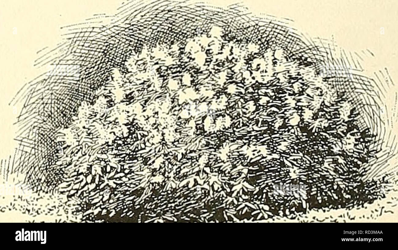 . Cyclopedia of American horticulture, comprenant des suggestions pour la culture de plantes horticoles, les descriptions des espèces de fruits, légumes, fleurs et plantes ornementales vendues aux États-Unis et au Canada, ainsi que des notes biographiques et géographiques. Le jardinage. 2450. Syringa villosa, (XG-5.) Le Ijilacs sont très voyante en fleur, en particulier lorsque des groupes rassemblés sur tliese, et en règle générale sont les plus efficaces les moins de variétés différentes qu'ils contiennent. Le mélange des espèces et variétés différant par habitude et saison de floraison seulement l'effet des dépouilles, et ainsi fait un trop grand Banque D'Images