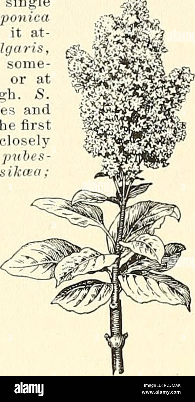 . Cyclopedia of American horticulture, comprenant des suggestions pour la culture de plantes horticoles, les descriptions des espèces de fruits, légumes, fleurs et plantes ornementales vendues aux États-Unis et au Canada, ainsi que des notes biographiques et géographiques. Le jardinage. SYRINGA 1760 SYEINGA. 2450. Syringa villosa, (XG-5.) Le Ijilacs sont très voyante en fleur, en particulier lorsque des groupes rassemblés sur tliese, et en règle générale sont les plus efficaces les moins de variétés différentes qu'ils contiennent. Le mélange des espèces et variétés différant par habitude et saison de floraison seulement l'effet, un butin Banque D'Images