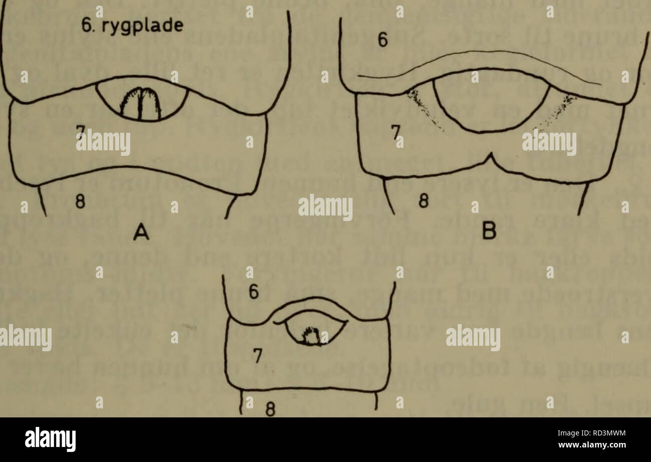 . Illustrerede haandbøger la faune ; den danske plus dyreverden... 21 2. Rygkirtlens tuberkel stor (fig. 4A). Middel- stor'art (mindst 8 mm lang) 1. lapponicus p. 22. Rygkirtlens tuberkel lille (fig. 4 G). Ret lille højst (art 7 mm lang) 3. panzeri p. 23.. Fig. 4. Rygkirtler slaegten af : Ectobius, cJ. A : E. lapponicus, B : E. silvestris. C : E. panzeri.  ? ? 1. Forvingerne bagtil afskåret korte og bredt (fig. 6) 3. panzeri p. 23. Forvingerne bagtil rundagtigt tilspidsede. . 2. 2. Vous Forvingerne bagkroppens spid eller er lidt kortere eller - politiske kriterier Pronotums saedvanligvis lysebrun midte . 1. l Banque D'Images