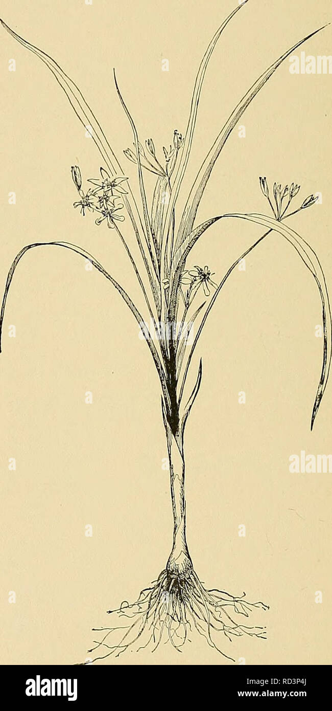 . Cyclopedia of American horticulture, comprenant des suggestions pour la culture de plantes horticoles, les descriptions des espèces de fruits, légumes, fleurs et plantes ornementales vendues aux États-Unis et au Canada, ainsi que des notes biographiques et géographiques. Le jardinage. 792 traits d'Hypericum, oblongue, mucroné bleuâtre, ci-dessous, l'aspect pâle : slj. soli- taire à l'état naturel, en cymes de culti- vation en plusieurs, 1/^2-2. Dans diam., jaune vif, accrue par la filaments d'or au centre ; bractées foliacées, dernière- ment deux semaines ; sépales à une feuille, ové, à moins que la Banque D'Images