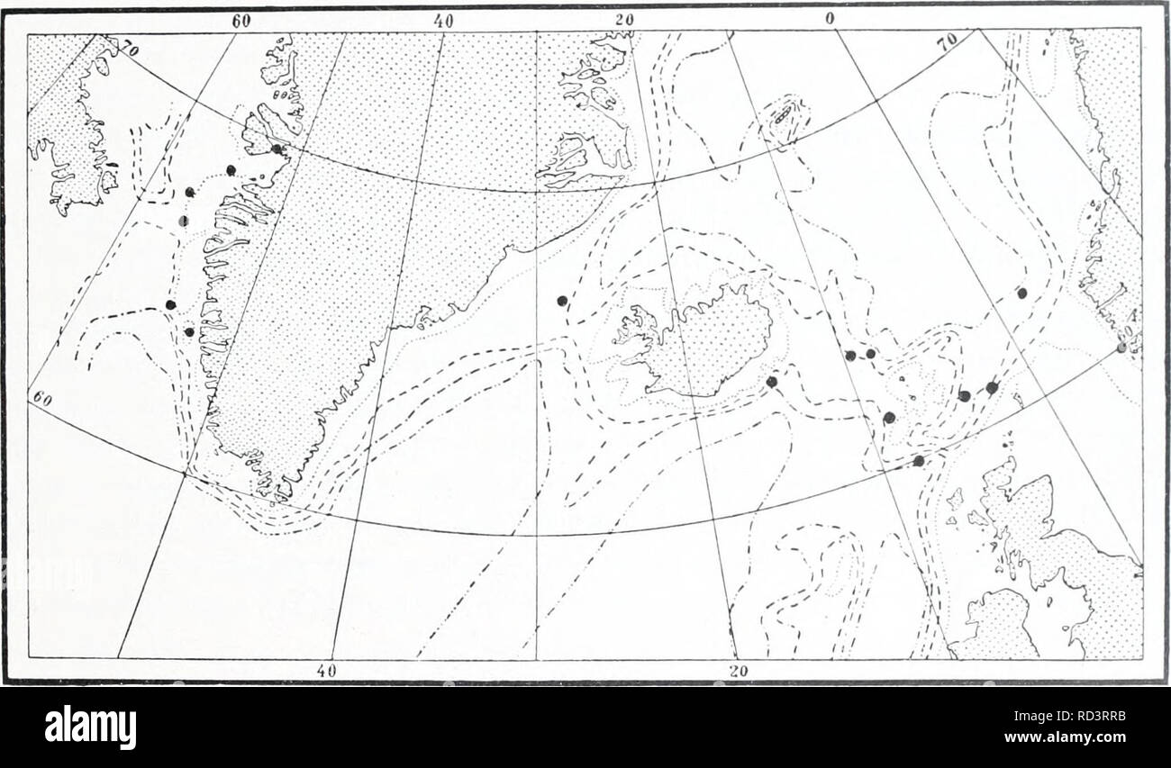 . L'Ingolf danois-expédition. Les animaux marins -- les régions de l'Arctique ; les expéditions scientifiques ; les régions de l'Arctique. HYDROIDA II 23 Le gonothecce unique sont inversés, étroite à presque conique clin(.hical, attaché à l'hydrocaulus rndimentarv manomanette un bv à l'extrémité étroite ; distalement, le- sont meublées avec trois, quatre ou plus rarement avec deux ouvertures latérales, rondes, chacune avec un cou court. Matériel : "Ingolf" Saint 763°j3' N., i5°4i' W., 600 brasses de profondeur 4,5° - - 2563&gt ;' N., 54°25' O., - 582 - 3,3° - - 81 6i"^44' N., 27°oo' W., - 485 - 6,1° "Thor" 6i°j5' N., 9 =33' O., - m 872 Banque D'Images