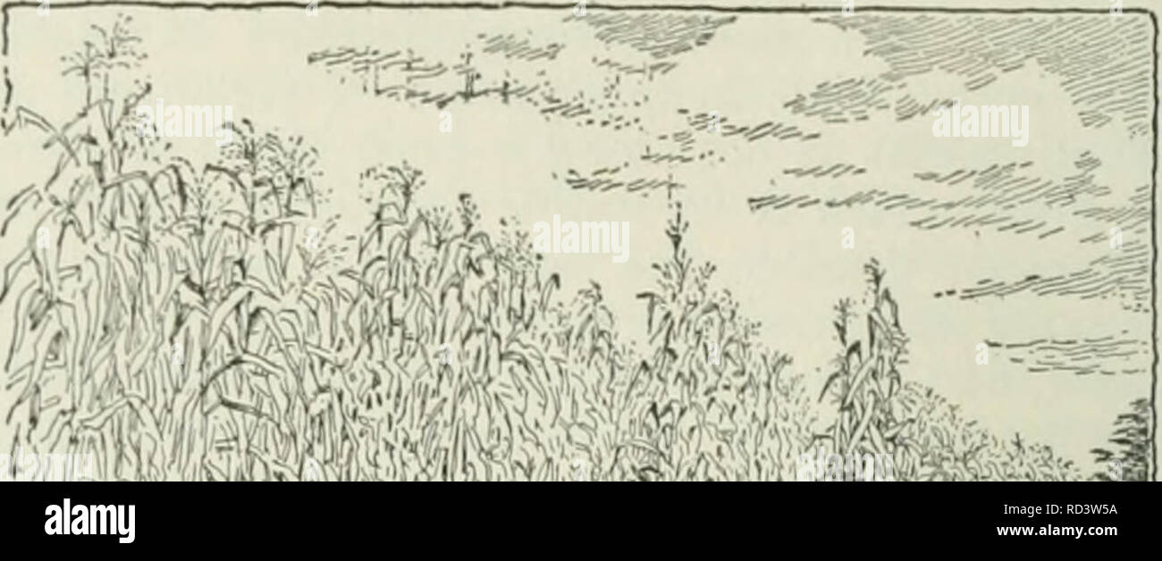 . Cyclopedia de cultures agricoles : une étude des cultures populaires et des méthodes de récolte aux États-Unis et au Canada. Agriculture -- Canada, Agriculture -- United States ; produits de la ferme -- Canada ; produits de la ferme -- United States. Fig. 625. Com. (Page 414.) taille de l'oreille d'un écureuil ou le cornouiller sont en fleurs, c'est comme une date précise qu'il est possible de l'établir. Le taux de plantation est également un point qui doit être réglée pour chaque localité et chaque sol particulier. Pour les sols très fertiles, les distances sont généralement adoptée 3^ 3x je pieds, avec trois noyaux par hill. "Lorsqu'il est planté à ce rythme, le Banque D'Images