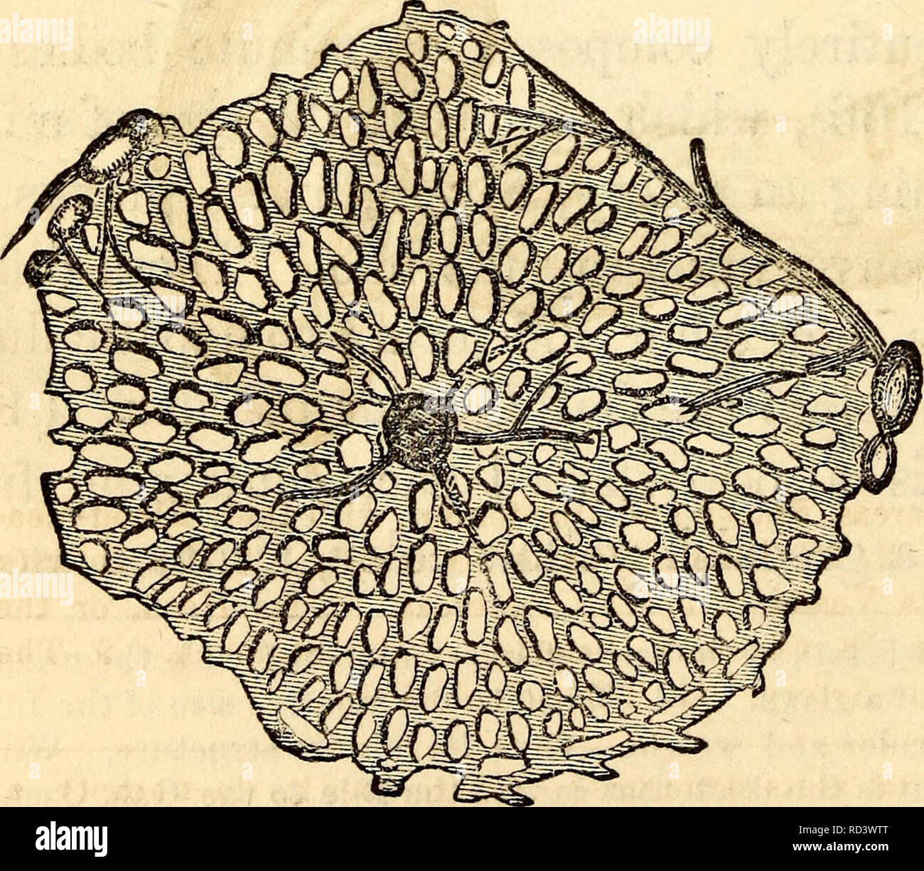 . Anatomie et physiologie élémentaires : pour les collèges, académies et d'autres écoles. Anatomie ; la physiologie. L'inférieur ou surface concave de la foie, montrant ses subdivisions en lobes. I, centre de la lumière Lobe. 2, Centre du lobe gauche. 3, sa partie antérieure, inférieure, ou marge mince. 4, sa face postérieure, d'épaisseur ou d'une partie. 5, la lumière extrême. 6, l'extrémité gauche. 7, de l'encoche sur la marge antérieure. 8, le cordon ombilical ou fissure longitudinale. 9, le chien Ligament ou reste de la veine ombilicale. 10, la partie de l'ligament suspenseur en rapport avec le ligament rond Banque D'Images