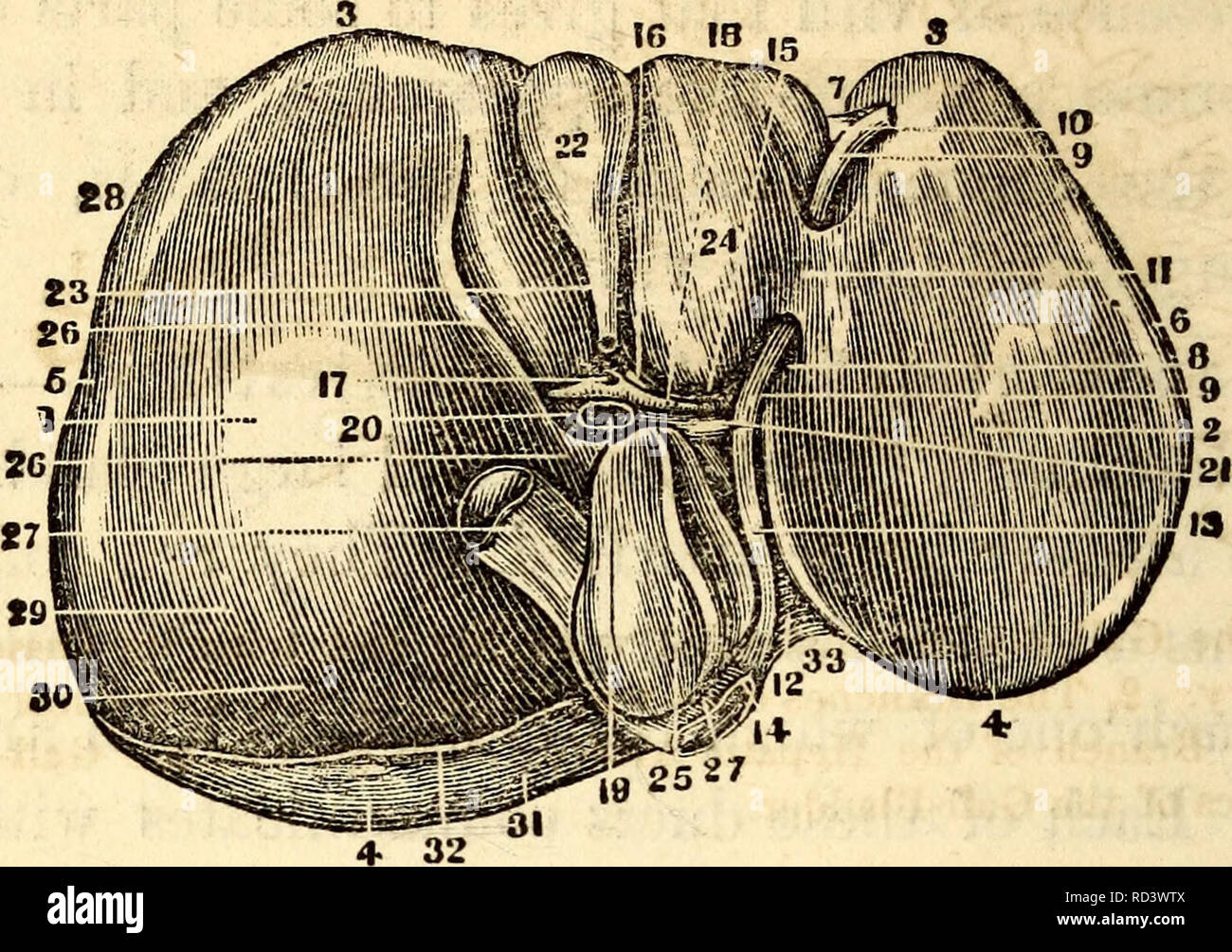 . Anatomie et physiologie élémentaires : pour les collèges, académies et d'autres écoles. Anatomie ; la physiologie. 166 Anatomie d'Hitchcock Fig. 178.. L'inférieur ou surface concave de la foie, montrant ses subdivisions en lobes. I, centre de la lumière Lobe. 2, Centre du lobe gauche. 3, sa partie antérieure, inférieure, ou marge mince. 4, sa face postérieure, d'épaisseur ou d'une partie. 5, la lumière extrême. 6, l'extrémité gauche. 7, de l'encoche sur la marge antérieure. 8, le cordon ombilical ou fissure longitudinale. 9, le chien Ligament ou reste de la veine ombilicale. 10, la partie de l'Ligament suspenseur dans Banque D'Images