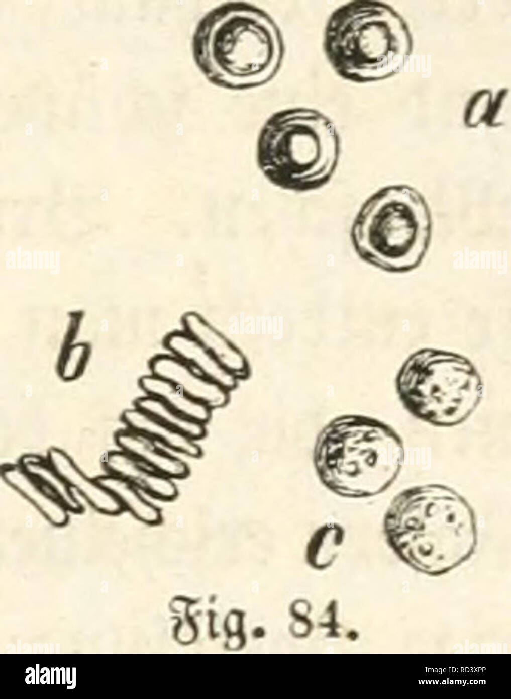 . Das Mikroskop ; ein Mittel der Belehrung und Unterhaltung für Jedermann und des Gewinns für Biese. Microscope et microscopie électronique. . Veuillez noter que ces images sont extraites de la page numérisée des images qui peuvent avoir été retouchées numériquement pour plus de lisibilité - coloration et l'aspect de ces illustrations ne peut pas parfaitement ressembler à l'œuvre originale.. Vogel, Jules, 1814-1880. Denicke Leipzig L. Banque D'Images