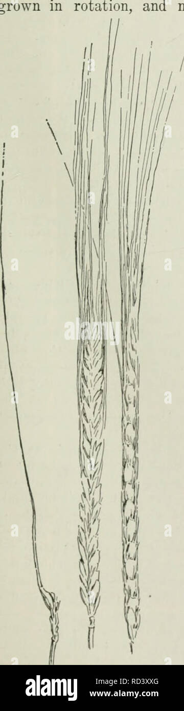 . Cyclopedia de cultures agricoles : une étude des cultures populaires et des méthodes de récolte aux États-Unis et au Canada. Agriculture -- Canada, Agriculture -- United States ; produits de la ferme -- Canada ; produits de la ferme -- United States. cultivé. Fig. 291. Chevalier français bar- ley, un à deux rangs standard va- riety. J'lipiied hordes inférieur pour montrer .irraiigeiueiit de ker- nels d'un côté et les bords. Un jointof trois épillets t du rachis, un tic caractéristiques communes à l'orge à six rangs, pas con- tinuously sur la même terre. AVhen le maïs est l'une des récoltes, une bonne rotation est le maïs sur des terres que l'année avait été Banque D'Images