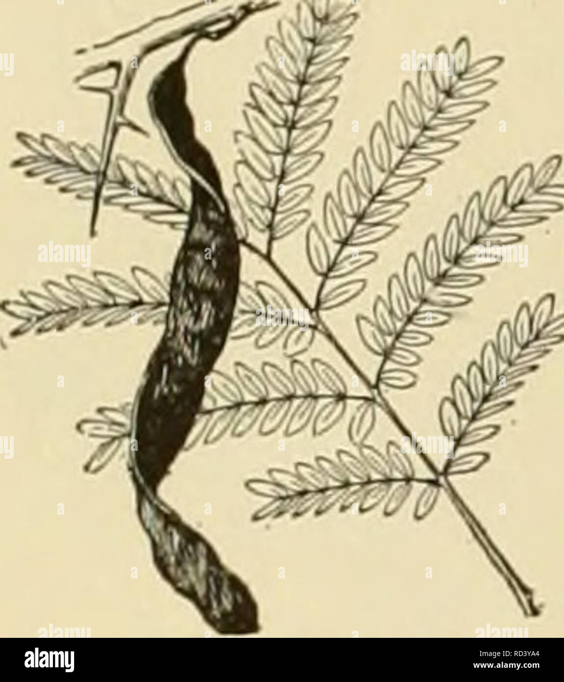 . Cyclopedia de cultures agricoles. Produits agricoles ; l'Agriculture. Fig. 438. Le robinier Robinia Pseudacacia. {). Fig. 439. IOleditschia criquet du miel triacanthos). délimité par le Mississ ippi-bassin, sur l'ouest et atteindre l'intérieur du Texas, une fois qu'un disque dur de grande forêt-bois, souvent mélangées avec des conifères qui a aussi parfois occuper e.xtensive domaines par eux-mêmes. (2) La région de la forêt du Pacifique à l'ouest moun- clut, composé presque exclusivement de la croissance des conifères, et (3) le prai- ries et région des plaines, entre la première et deuxième régions, avec pour seule- ment scat la croissance des arbres, principalement le long de l'eau c Banque D'Images