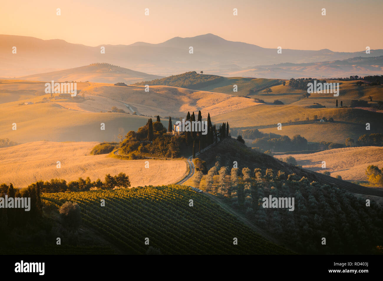 Vue panoramique du paysage typique de la Toscane avec ses collines et champs de culture à golden lumière du matin au lever du soleil, Val d'Orcia, Italie Banque D'Images