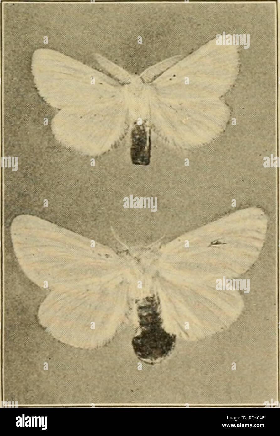 Entomologie élémentaire . Fig. 322. Gypsy Moth-chenilles. (Grandeur Nature)  (Après Britton) l'écorce près du cocon. La chenille est deux et demi pouces  de long quand plein cultivé, d'une couleur sombre, brun,