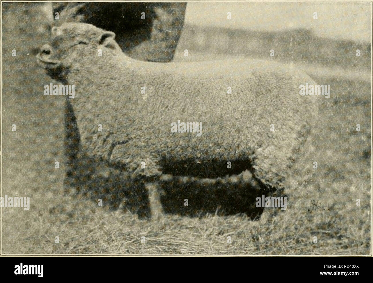 . L'agriculture primaire. L'agriculture. 39 moutons de la nourriture pour les moutons. Les moutons sont naturellement l'herbe-manger- ing les animaux, pour la nature les a nourris rarement tout grain. Ainsi ils sont préparés pour les aliments volumineux. En Angleterre ils ont rarement le goût du grain. Elles sont nourries sur des pâturages, du foin, et les racines, pour l'essentiel des navets. En changeant la. Fig. 23. Un prix iSoufliduwii. brebis Brebis de nourriture, nous devrions le faire très progressivement. En général les agneaux sont simplement mis au pâturage pendant les mois d'été et vendu avant qu'il soit nécessaire de les héberger pour l'hiver. Certains producteurs de moutons de l'Ouest mettre leurs agneaux sur la gamme d'exécuter gratuitement de 8 à 20 mois. Banque D'Images