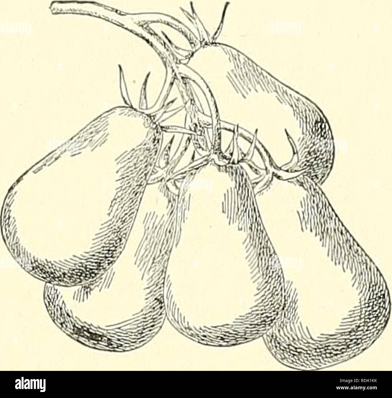 . Cyclopedia of American horticulture, comprenant des suggestions pour la culture de plantes horticoles, les descriptions des espèces de fruits, légumes, fleurs et plantes ornementales vendues aux États-Unis et au Canada, ainsi que des notes biographiques et géographiques. Le jardinage. 2521. Deux formes de la tomate poire. Tous les domaines de la transplantation en lignes. Ne jamais pincer une plante en arrière. Une bonne plante de taille moyenne est de 4 à 6 pouces de haut et trapu ; plus la plante le plus tôt sera la récolte. Le point principal est d'obtenir l'usine strong avant qu'il est défini dans le champ, il ne sera pas cesser de croître, alors qu'un Banque D'Images