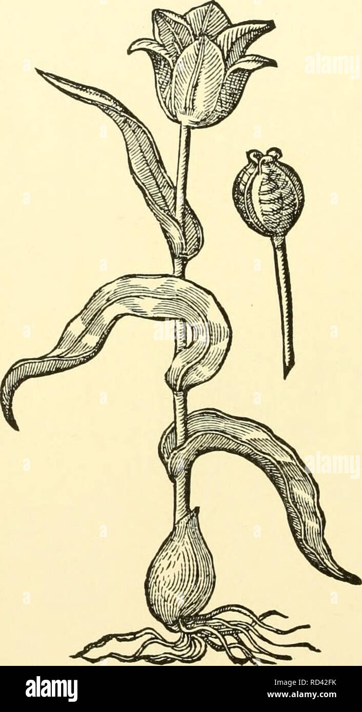 . Cyclopedia of American horticulture, comprenant des suggestions pour la culture de plantes horticoles, les descriptions des espèces de fruits, légumes, fleurs et plantes ornementales vendues aux États-Unis et au Canada, ainsi que des notes biographiques et géographiques, et d'un synopsis du règne végétal. Jardinage -- Dictionnaires ; plantes -- Amérique du Nord des encyclopédies. 1868 TULIPA de Turquie. C'est l'une des principales raisons de croire que le T. parviflora n'est pas originaire du sud de l'Europe. En tout cas, il est clair que T. parviflora a joué un rôle important dans l'évolution des Banque D'Images