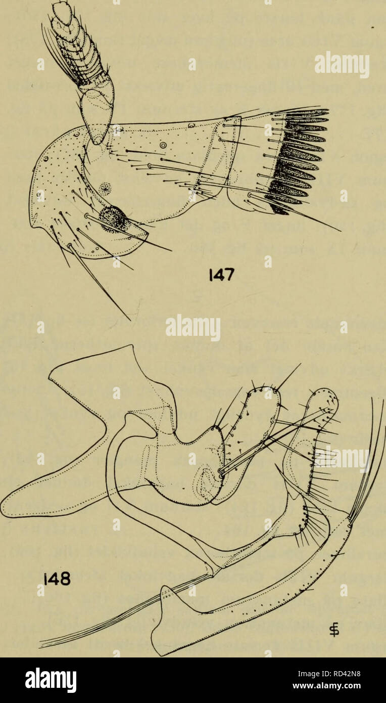 . Illustrerede haandbøger la faune ; den danske plus dyreverden... 99 Sternum VII est apicale membranøse udvaekst dan- ner simple en fortsaettelse el. mindre af sternum ; dette sternums normalt apex med kun een slank børste på chaque côté ; ingen af børsterne fabricants på F er kraftig ; sternum IXs apicale med naesten flig parallelle rande (fig. 153) 2. f (p. ringillae 104).. Fig. 147, 148. Ceratophyllus gallinae gallinae, ^. Hoved og pronotum (147) og det 9 bagkropsled omdannede. og sternum VIII (148). 7*. Veuillez noter que ces images sont extraites de la page numérisée des images qui peuvent avoir été digi Banque D'Images