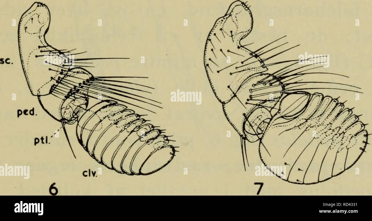 . Illustrerede haandbøger la faune ; den danske plus dyreverden... . * Fig. 5. Katteloppen Ctenocephalides felis felis. Bogstavbetegnelsen på denne og andre j'indledningen forklaret er figurer (pp. 3-22). - Fig. 6. Spilopsyllus cuniculi &Lt ;^. Følehorn. - Fig. 7. Ctenocepha ^- lides felis felis. Følehorn.. Veuillez noter que ces images sont extraites de la page numérisée des images qui peuvent avoir été retouchées numériquement pour plus de lisibilité - coloration et l'aspect de ces illustrations ne peut pas parfaitement ressembler à l'œuvre originale.. Dansk Forening naturhistorisk. København, G. E. C. Gad Banque D'Images