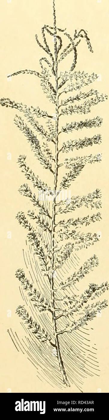 . Cyclopedia of American horticulture, comprenant des suggestions pour la culture de plantes horticoles, les descriptions des espèces de fruits, légumes, fleurs et plantes ornementales vendues aux États-Unis et au Canada, ainsi que des notes biographiques et géographiques, et d'un synopsis du règne végétal. Jardinage -- Dictionnaires ; plantes -- Amérique du Nord des encyclopédies. 17( TAMARINDUS TAMARIX pour éviter la fermentation, le premier sirop, ce qui est très acide, est vidé et une seconde est ajoutée. Aussi qu'un excellent préserver est importé de Curacoa, qui est fabriqué à partir du fruit vert p Banque D'Images